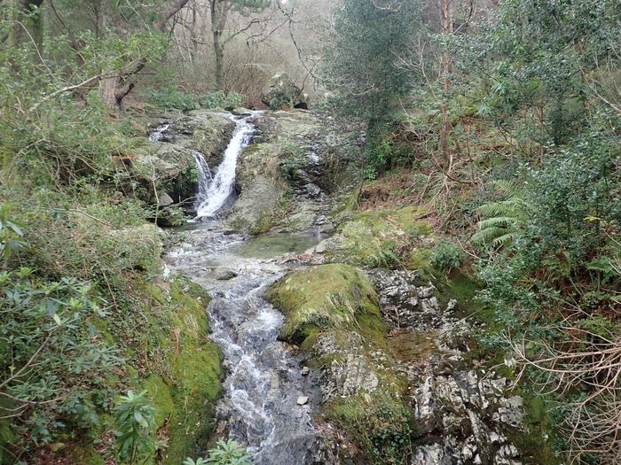 The Glen River in Donard Wood
